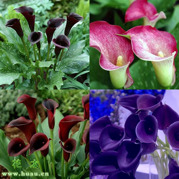 马蹄莲哪个品种好看,红梗马蹄莲有什么品种