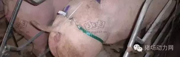 猪场铲粪的工具,铲猪粪神器