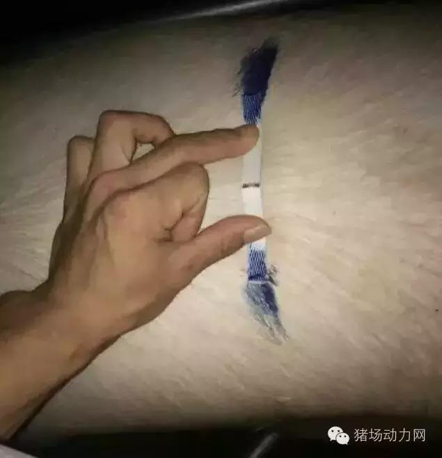 猪场铲粪的工具,铲猪粪神器