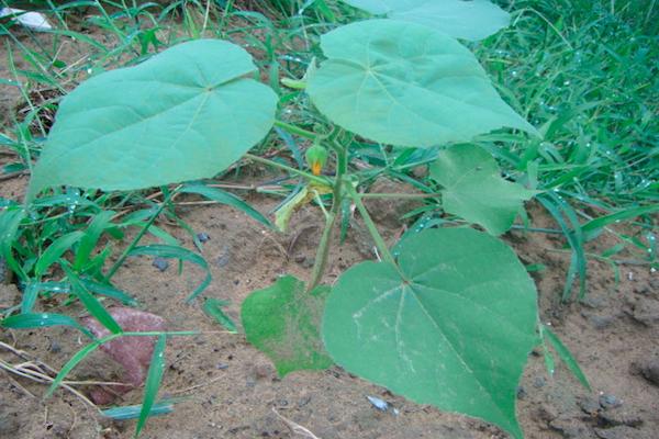 贵州野菜苘麻,农村用植物草做豆豉