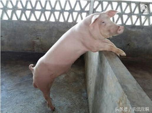 公猪的十大忌讳,公猪有毛病怎么办