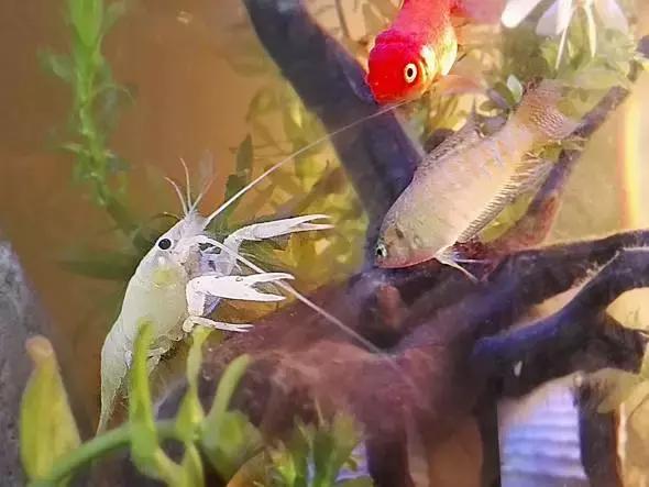 捕获大鱼惊悚片,拍到鲨鱼捕食鱼的真实一幕