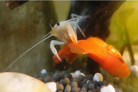 捕获大鱼惊悚片,拍到鲨鱼捕食鱼的真实一幕