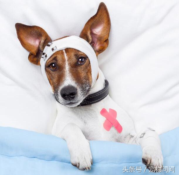 狗狗拉肚子用蒙脱石散还是土霉素,宠物问题免费解答