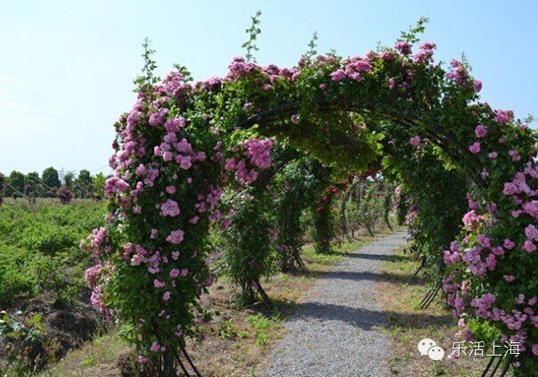 上海国庆千元游有哪些,上海国庆去哪玩