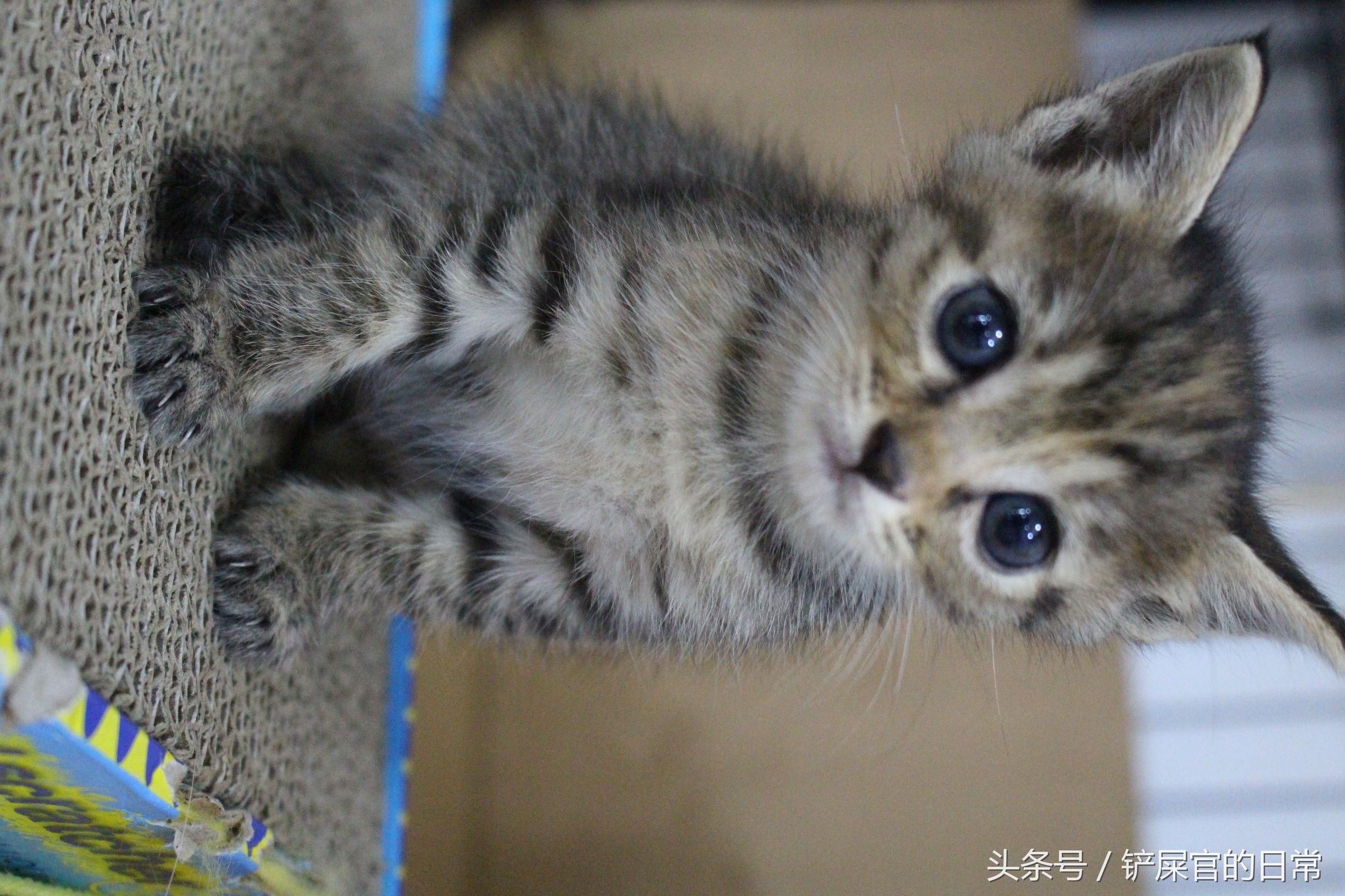 婊℃湀鐚挭鍊煎緱楂樺叴鐨勪簨,钀岀尗鍜垰婊℃湀