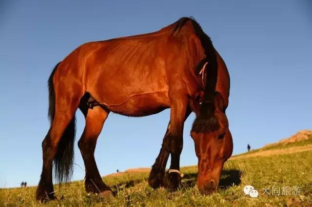辉腾锡勒黄花沟风景,辉腾锡勒大草原黄花沟的美景