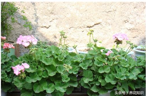 请问在室内养花怎么养,室内养花知识大全视频