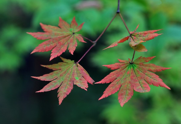 吉林白山附近有什么风景区,吉林有山有水的旅游景点