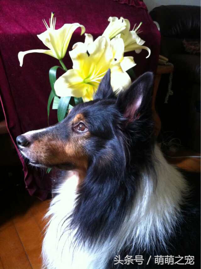 猫抓蜜蜂被蛰,被蜜蜂蛰了蒙鼻子的猫