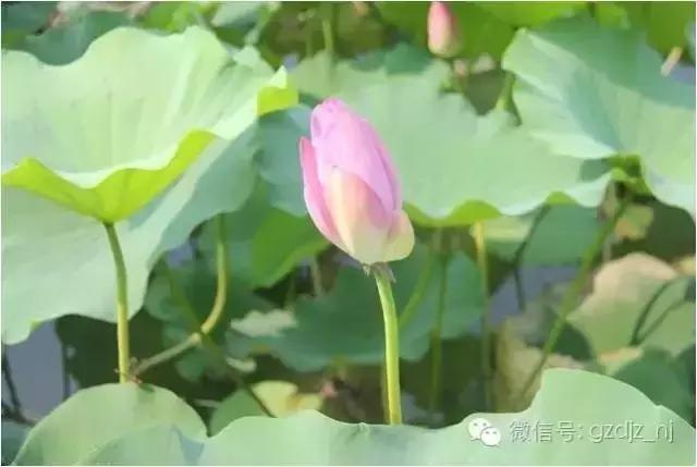 涟水有多美？涟水的美，岂是一句两句能够解释清楚的？