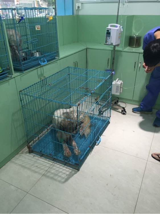 下班回家捡到小动物带回家养,捡到流浪狗不想养怎么处理