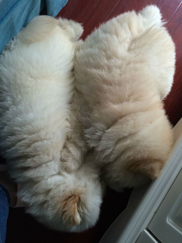 冬瓜南瓜！我家有一对松狮小活宝~