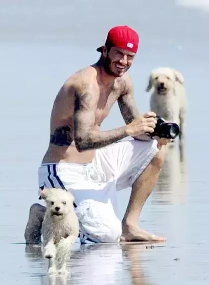 梅西狗狗,c罗和梅西家的顶级恶犬