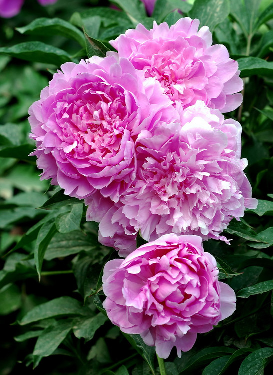 有哪些好听的花儿,好看花儿的名字有哪些