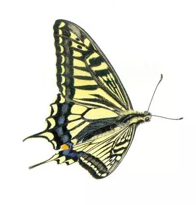 要眼明心细才能看见来自一只飞蝶的美，才能看见你的童年