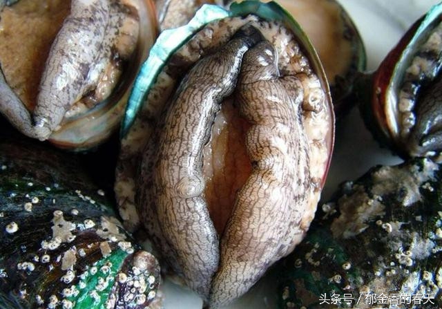 原来这个就是鲍鱼的长相,我孤陋寡闻了。