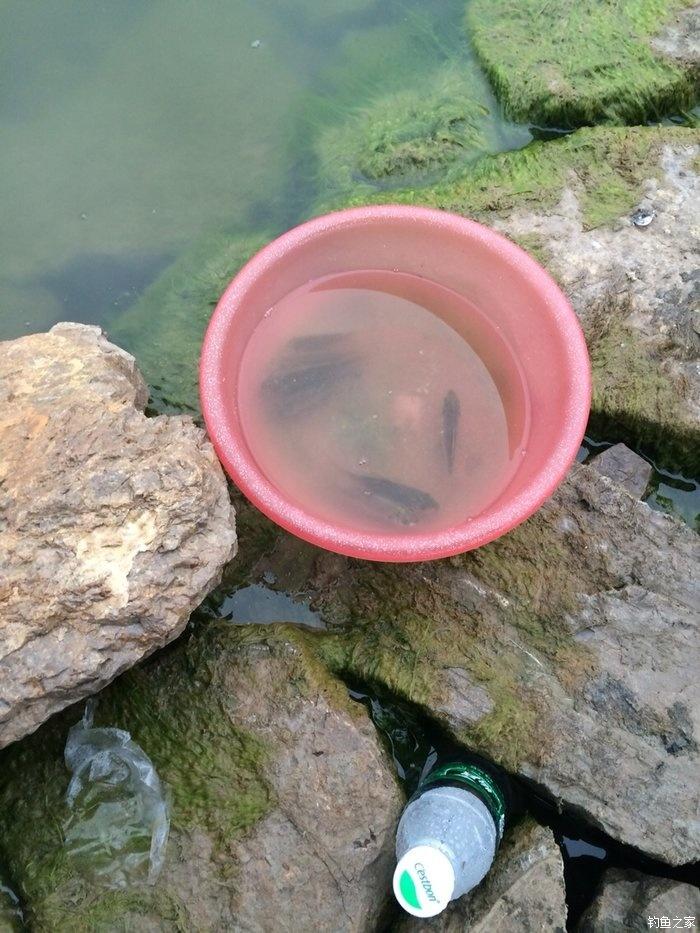 自配鲤鱼配方,自配鲤鱼饵配方