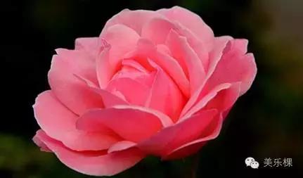 月季花酱的制作方法和过程,月季花酱的制作方法和配方