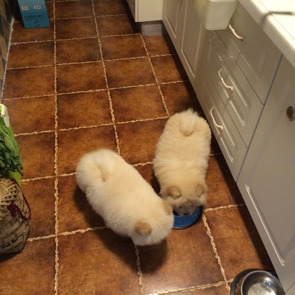 冬瓜南瓜！我家有一对松狮小活宝~