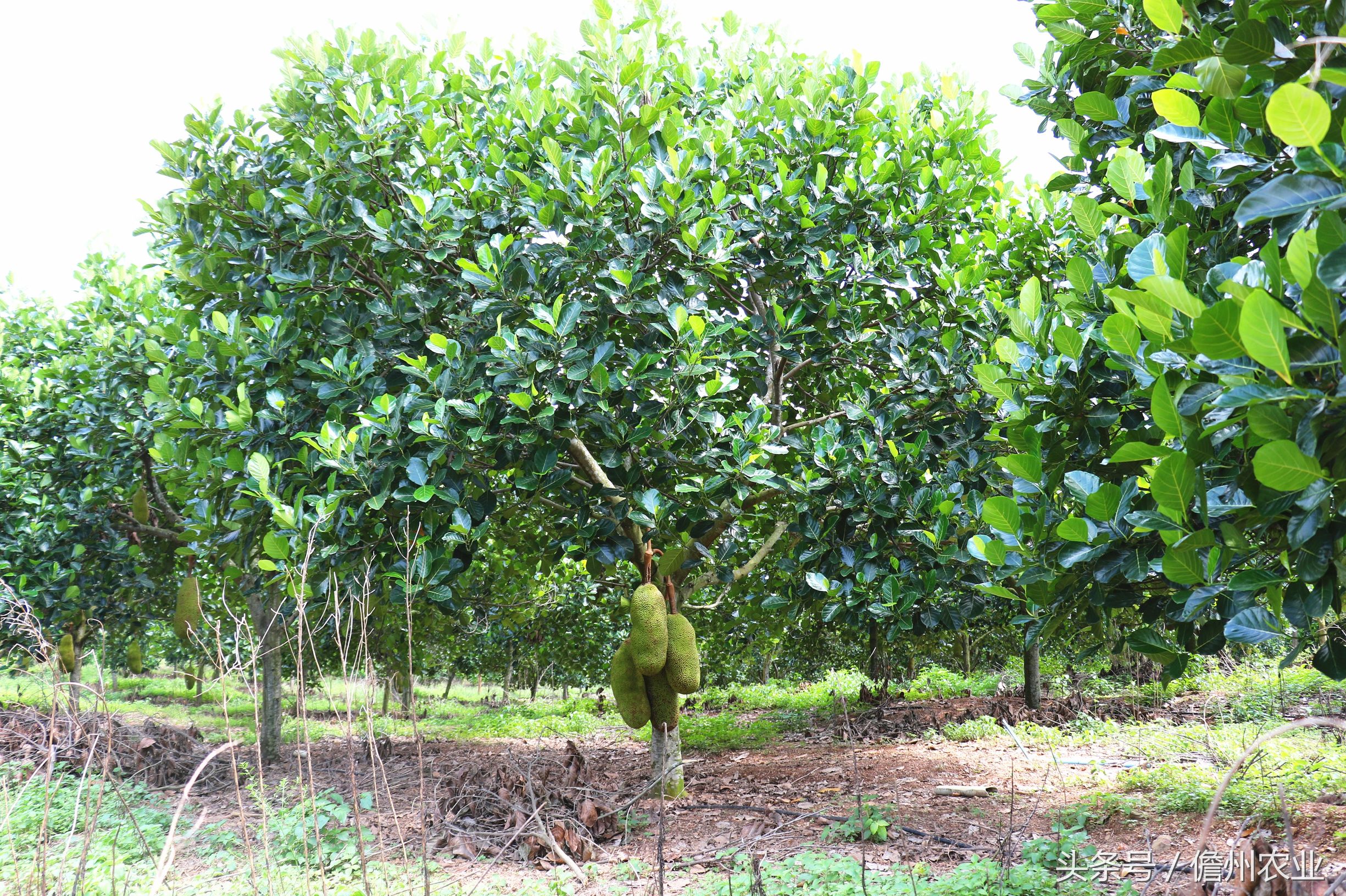 这东西，百吃不厌。吃了还想吃