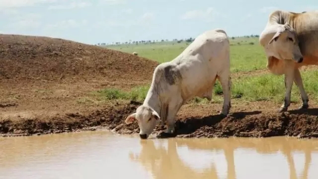 警惕！澳洲淡水有食脑虫，人民币“入篮”SDR到底有何影响？