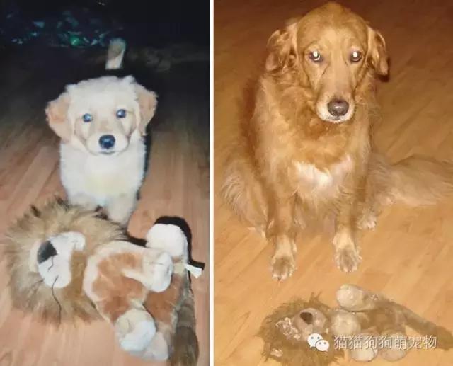 一张照片证明宠物养得很好,发一张宠物照片证明它很可爱