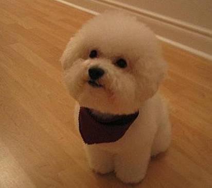 狗萌宠有哪些品种,18种萌宠狗狗