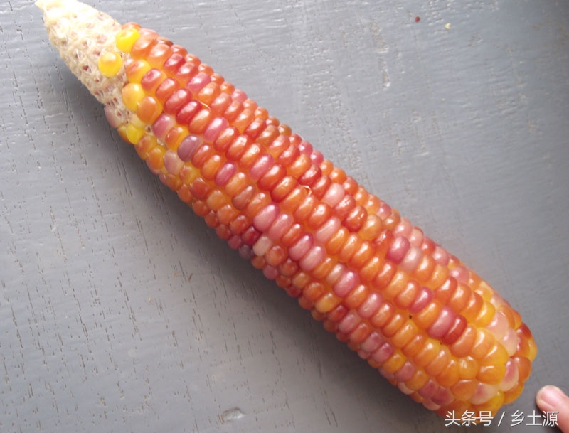 金黄糯玉米,五彩玉米的图片