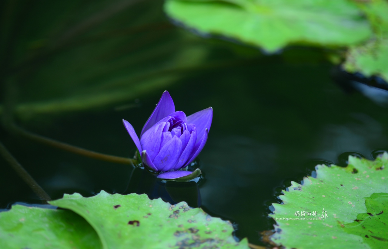 辰山植物园睡莲拍照,行摄洪湖荷花展