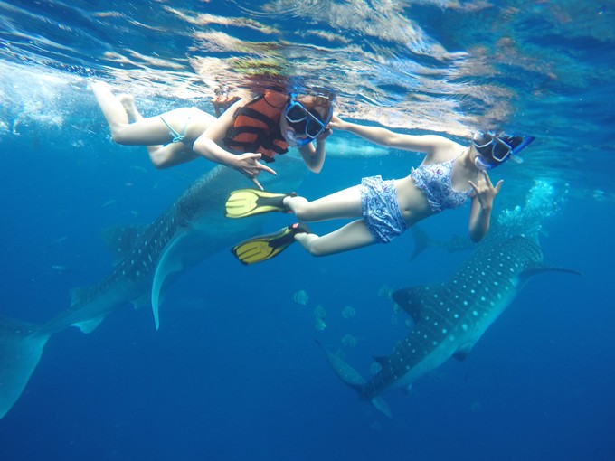 菲律宾潜水游记 (回忆菲律宾潜水的时光)