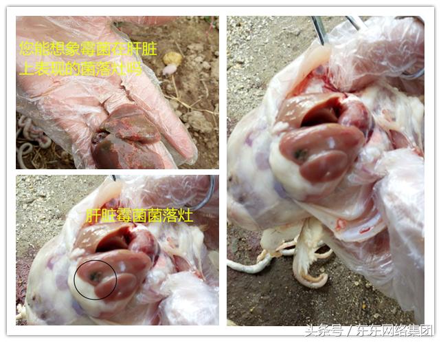 制霉菌素治鸡病,霉菌毒素怎么治鸡病