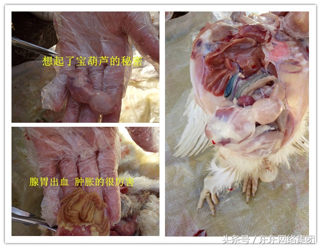 制霉菌素治鸡病,霉菌毒素怎么治鸡病