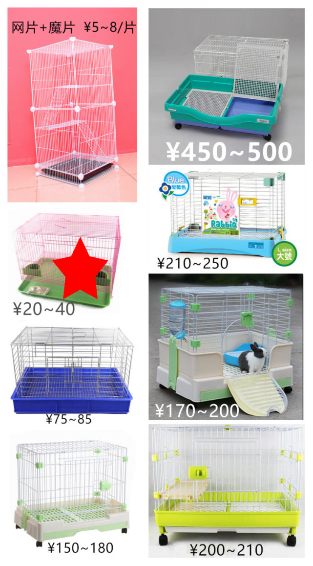 养一只荷兰猪需要花多少钱,养一只荷兰猪需要准备些什么