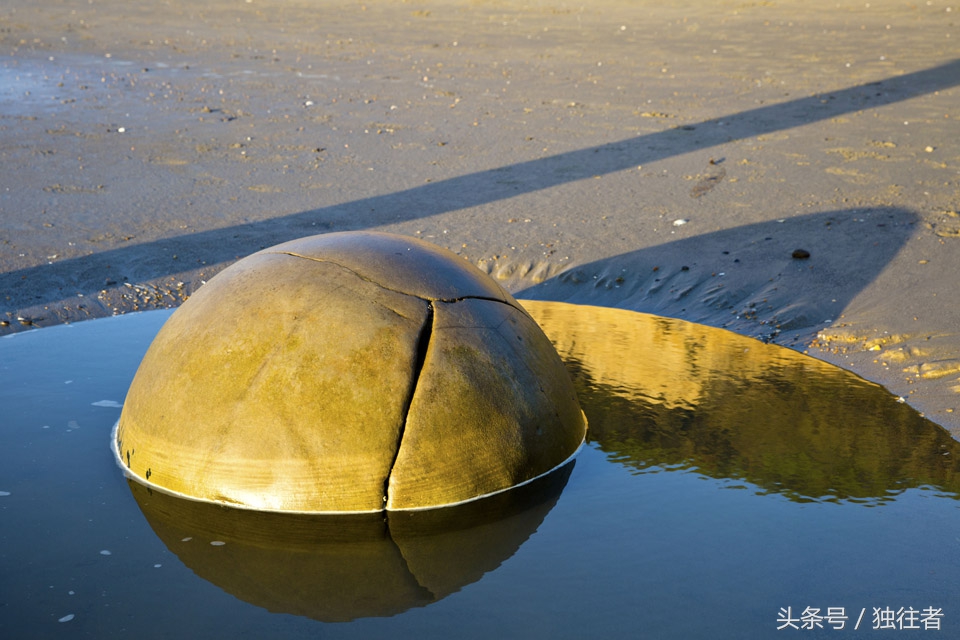 摩拉基大圆石,摩拉基大圆石沙滩