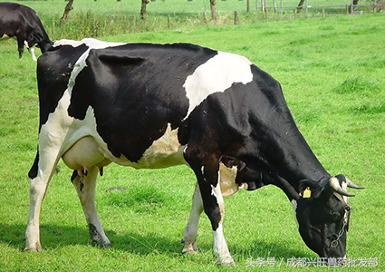 奶牛常见疾病治疗,奶牛传染病怎么治