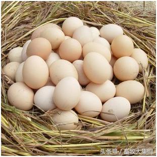 鸡蛋品种有好坏之分吗,鸡蛋优劣