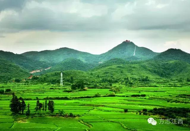 虽无黄金，遍地是金——寻访江西金溪县