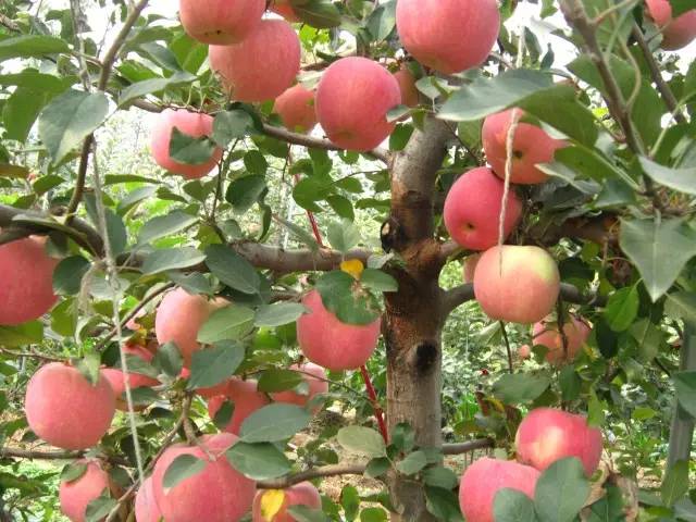 昌平区农业示范园采摘苹果,北京昌平苹果最佳采摘期