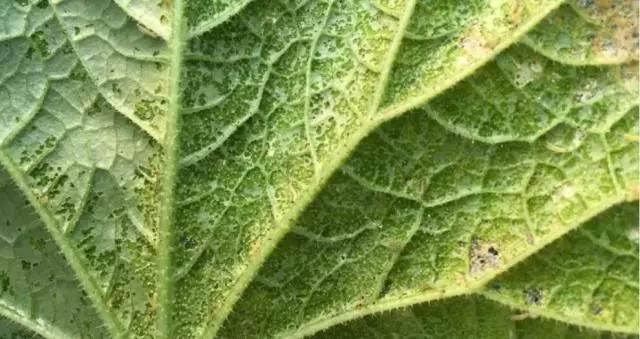 专家为夏季农作物病虫害防治支招,病虫害植保大讲堂