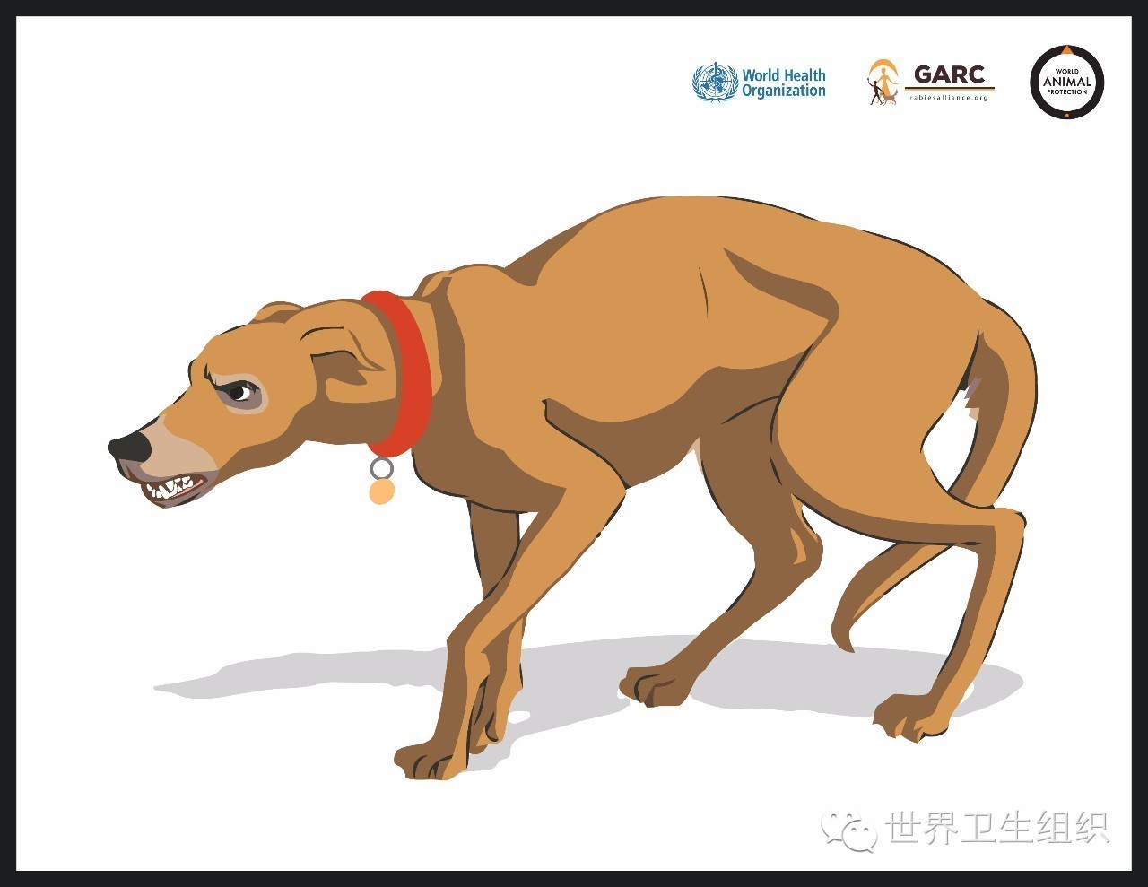 被狗咬预防方法,被狗咬了国际处理法