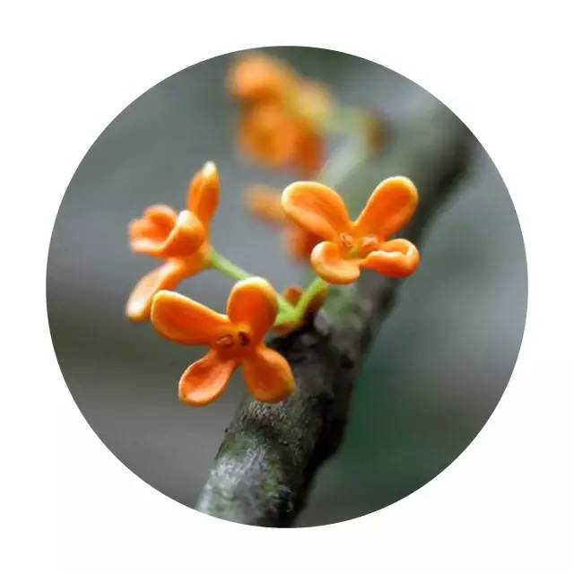 最佳赏桂花地点手绘地图,桂花赏花地图