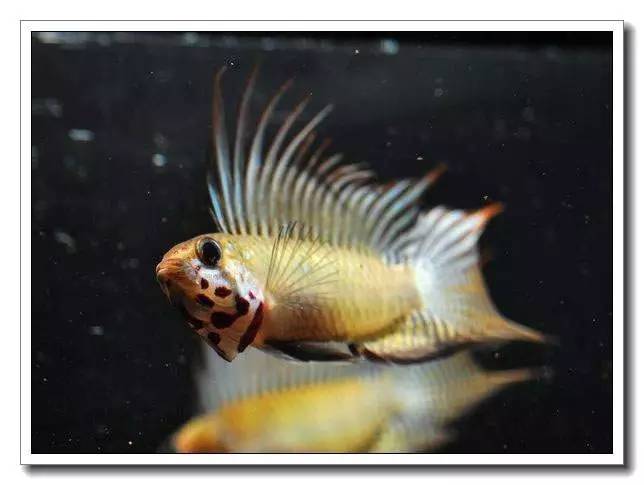 杂志连载南美短鲷的饲养法（二）