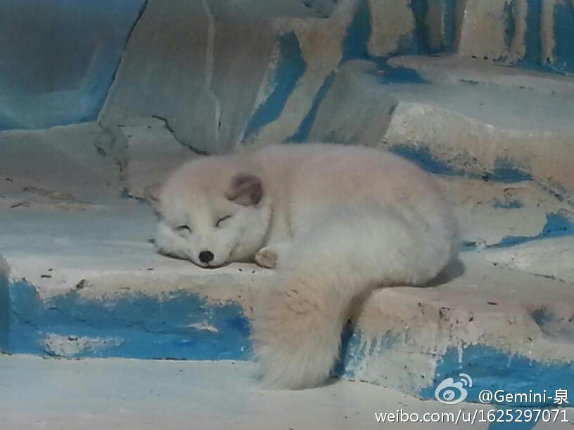 十一小长假,哈尔滨极地馆也是一个很不错的选择