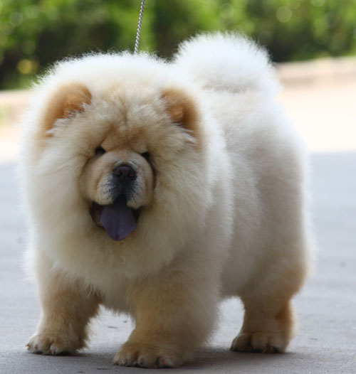 常见宠物狗体型大小排行榜最全,宠物狗智商排名和价格表