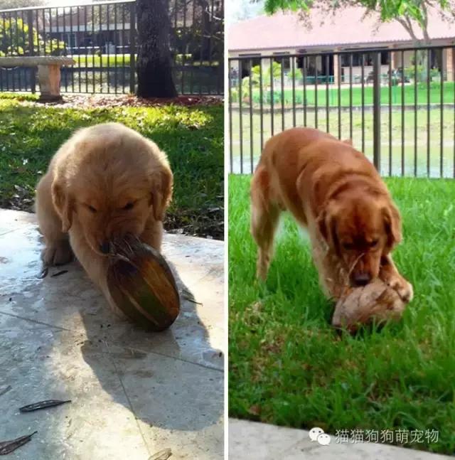 一张照片证明宠物养得很好,发一张宠物照片证明它很可爱