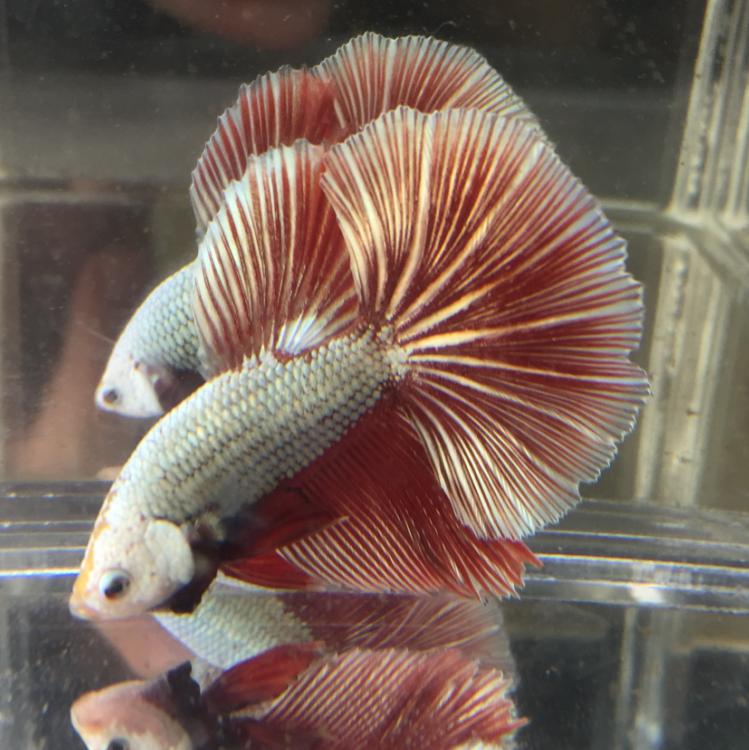 冬天怎么养殖100条泰国斗鱼,泰国斗鱼居家养殖指南