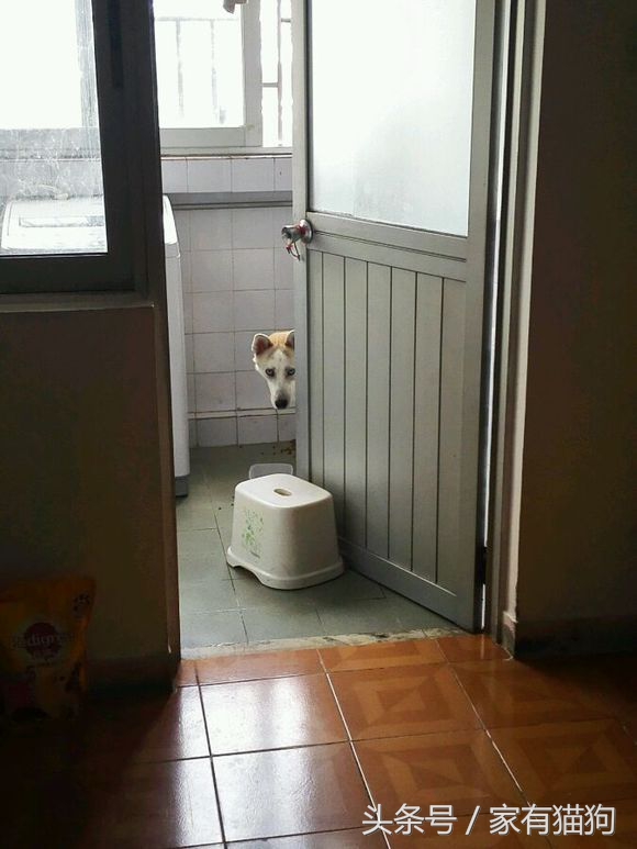 因主人出差两天没喂，哈士奇把万元床垫尿湿，表情亮了！