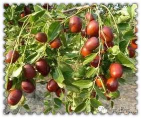 品尝山西红枣游览三晋名胜