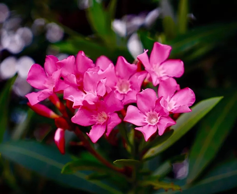 心中有爱人生才能一路芬芳,心若有阳光一路都是芬芳